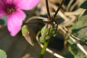 Stem of Pink Sorrel