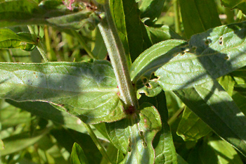 Stem of Purple Loosestrife 
