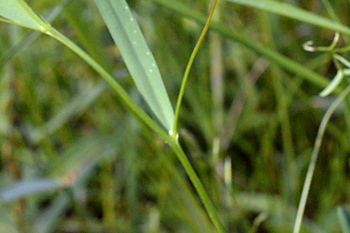 Stem of Grass Vetchling