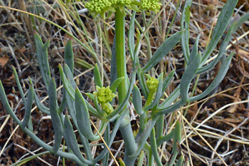 Stem of Rock Samphire 