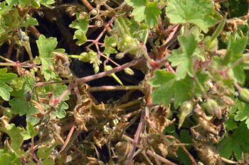 Stem of Round-Leaved Cranesbill 