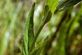 Stem of Broad-Leaved Willowherb