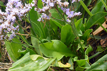 Stem of Common Sea-Lavender  