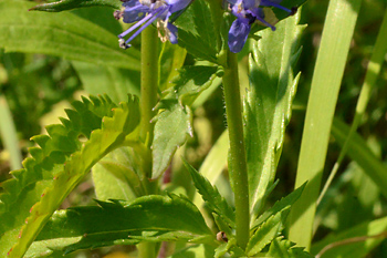 Stem of Long-Leaved Speedwell 
