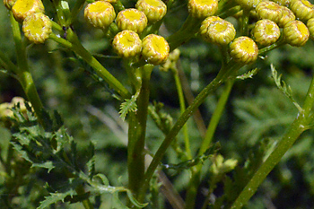Stem of Tansy  