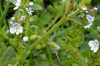 Stem of Thyme-Leaved Speedwell