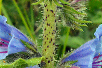Stem of Viper's Bugloss 