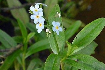 Stem of Water Forget-Me-Not 