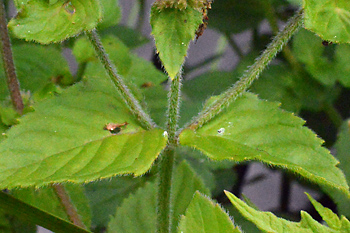Stem of Water Mint 