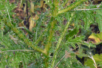 Stem of Welted Thistle