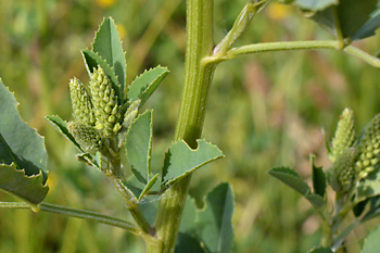 Stem of White Melilot