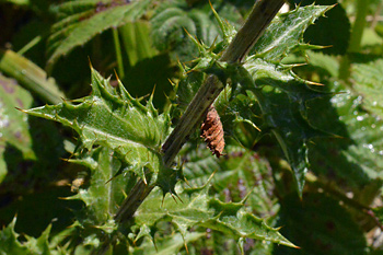 Stem of Carline Thistle