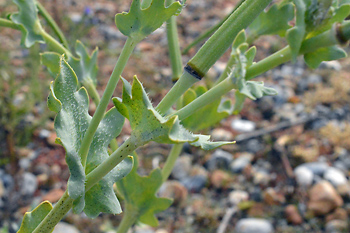 Stem of Yellow Horned Poppy