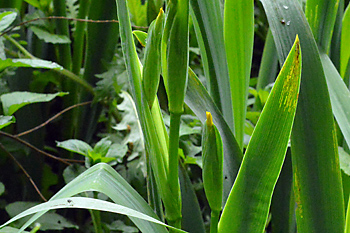 Stem of Yellow Iris, Yellow Flag