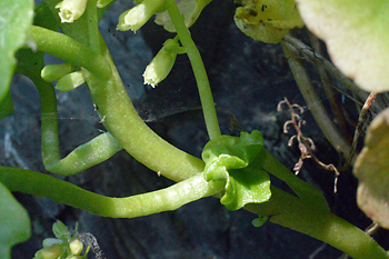 Stem of Navelwort