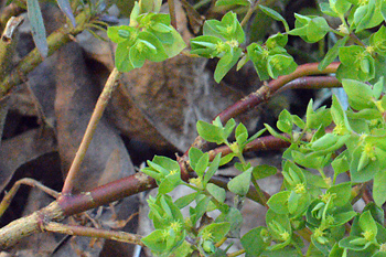 Stem of Petty Spurge