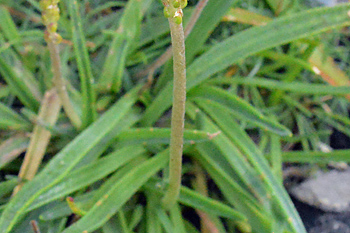 Stem of Sea Plantain