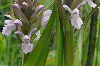 Stem of Early Marsh Orchid