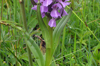 Stem of Southern Marsh Orchid