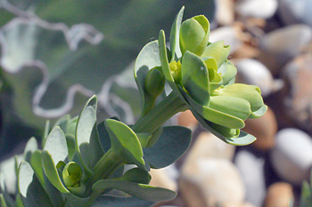 Stem of Sea Spurge
