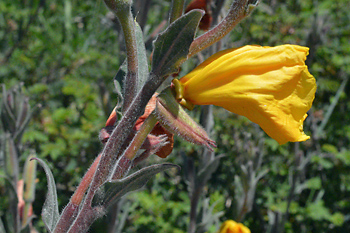 Stem of Sand Primrose
