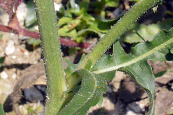 Stem of Wild Chicory
