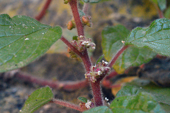Stem of Pellitory-of-the-Wall