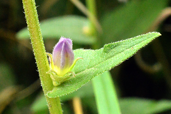 Stem of Clustered Bellflower 