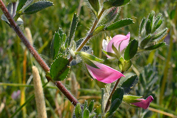Stem of Common Restharrow 