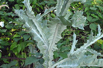 Stem of Cotton Thistle