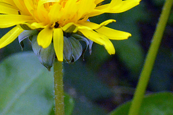 Stem of Common Dandelion