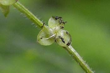 Stem of Dog's Mercury 