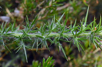 Stem of Dwarf Gorse 