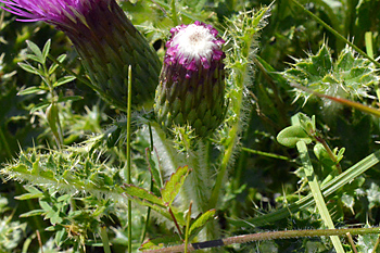 Stem of Dwarf Thistle