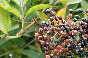 Stem of Black Elderberry