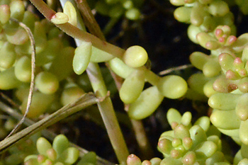 Stem of English Stonecrop