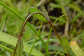 Stem of Fairy Flax 